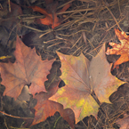 autumn leaves, dead leaf, fall season, water, nature photo, free stock photo, free picture, stock photography, royalty-free image