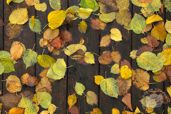 autumn leaves, dead leaf, fall season, wood planks, nature photo, free stock photo, free picture, stock photography, royalty-free image