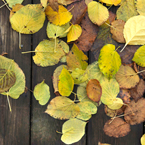 autumn leaves, dead leaf, fall season, nature photo, free stock photo, free picture, stock photography, royalty-free image