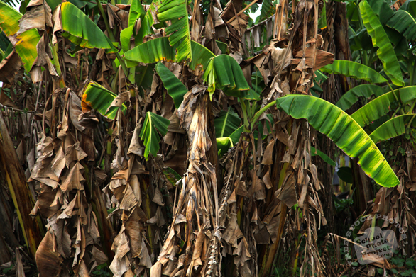 banana trees, banana leaves, tropical plants, nature photo, free stock photo, free picture, stock photography, royalty-free image