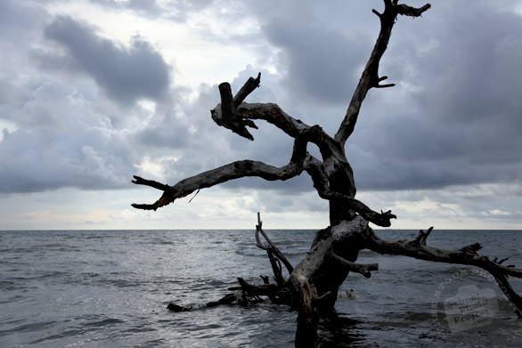 dead tree, tree bark, beach, sea side, seascape, clouds, tropical plants, nature photo, free stock photo, free picture, stock photography, royalty-free image