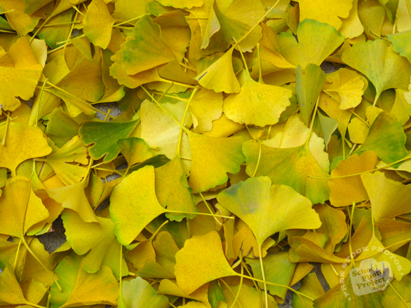 autumn leaves, dried ginkgo leaves, fall season, nature photo, free stock photo, free picture, stock photography, royalty-free image