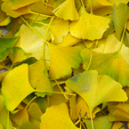 ginkgo leaves, fall season picture, free stock photo, royalty-free image