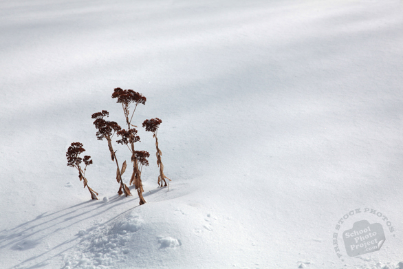 dead plants, blizzard, snowstorm, snow pile, winter season, nature photo, free stock photo, free picture, stock photography, royalty-free image