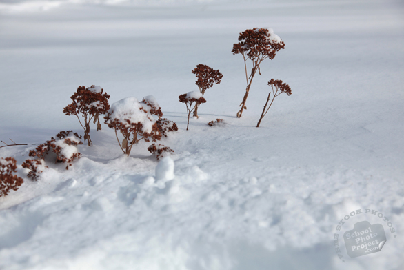 dead plants, blizzard, snowstorm, snow pile, winter season, nature photo, free stock photo, free picture, stock photography, royalty-free image