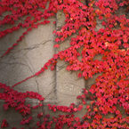 ivy, Boston ivy, vine, red leaves, wall, foliage, fall season, autumn, nature photo, free stock photo, free picture, stock photography, royalty-free image