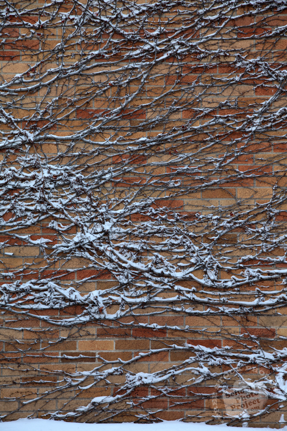 snow covered twigs, ivy vines, brick wall, blizzard, snowstorm, winter season, nature photo, free stock photo, free picture, stock photography, royalty-free image