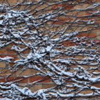 snow covered twigs, brick wall, blizzard, snowstorm, winter season, nature photo, free stock photo, free picture, stock photography, royalty-free image