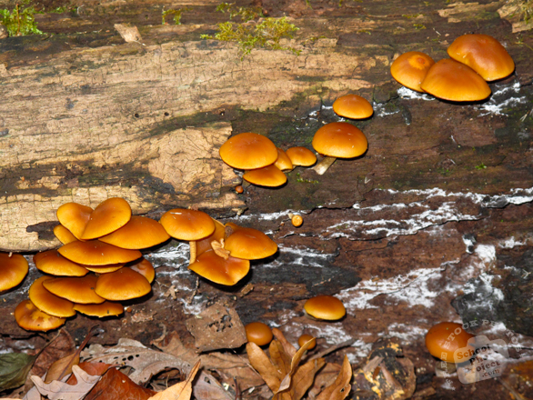 mushrooms, wild mushroom, fungus, fungi, forest, dead tree trunk, habitat, nature photo, free stock photo, free picture, stock photography, royalty-free image