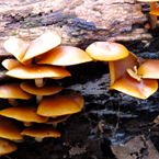 mushrooms, wild mushroom, forest, dead tree bark, habitat, nature photo, free stock photo, free picture, stock photography, royalty-free image