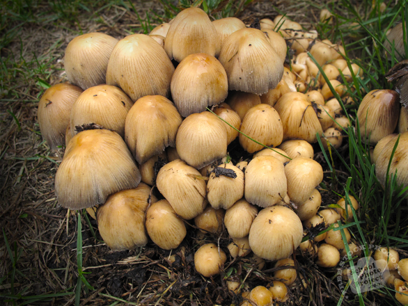 mushrooms, wild mushroom, fungus, fungi, grass, wet, habitat, nature photo, free stock photo, free picture, stock photography, royalty-free image