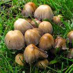 mushrooms, wild mushroom, grass, wet, habitat, nature photo, free stock photo, free picture, stock photography, royalty-free image