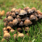 mushrooms, wild mushroom picture, free stock photo, royalty-free image