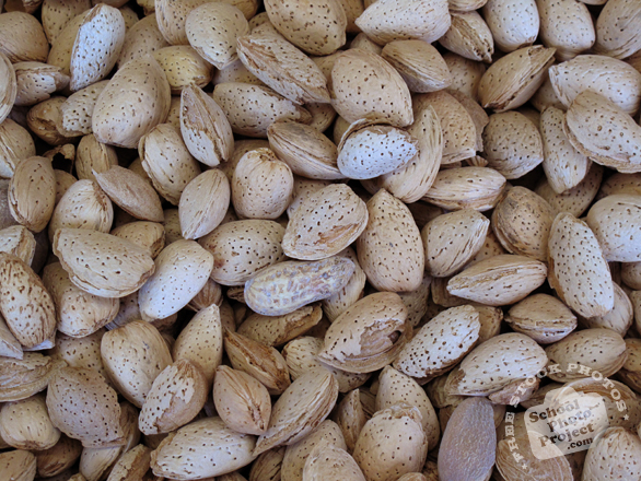 almonds, almond in shell, almond photo, nuts picture, free photo, free download, stock photos, royalty-free image