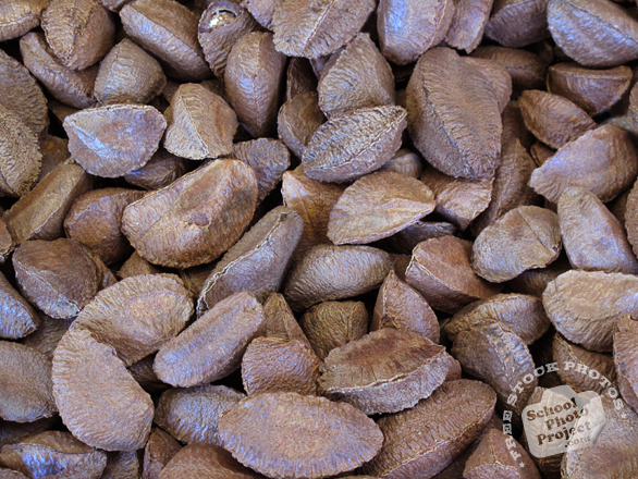 brazilian nuts, brazil nut, nut in shell photo, nuts picture, free photo, free download, stock photos, royalty-free image