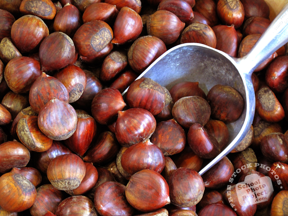 hazelnuts, hazelnut photo, hazelnut in shell, nuts picture, free photo, free download, stock photos, royalty-free image