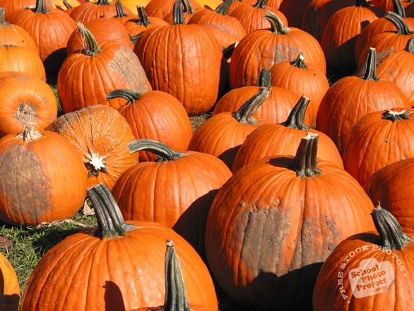 pumpkin, gourds, pumpkin patch, Halloween pumpkin, Halloween celebration, seasonal picture, holidays celebration, free stock photo, free picture, stock photography, royalty-free image