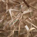 hay, bushes, grass, legumes, dried hay, dried grass, dried bushes, hay texture, hay photo, grass photo, grass picture, nature photo, free stock photo, free picture, stock photography, royalty-free image