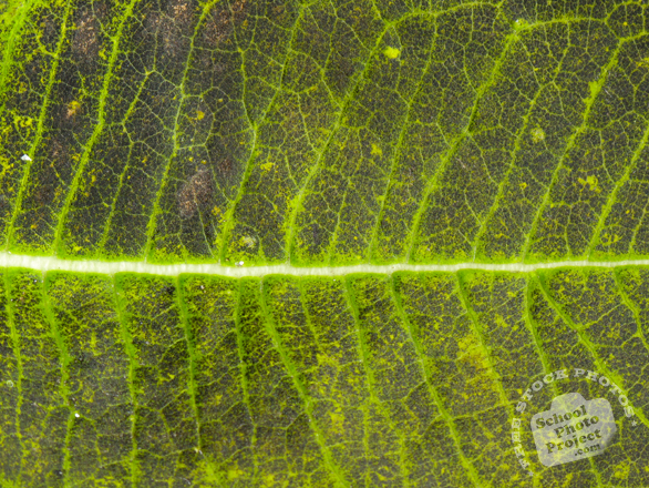 leaf, leaves, leaf veins, leaf texture, leaf photo, leaf picture, leaves image, free stock photo, free picture, stock photography, royalty-free image