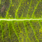 leaf, leaves, leaf veins, leaf texture, leaf photo, leaf picture, leaves image, free stock photo, free picture, stock photography, royalty-free image