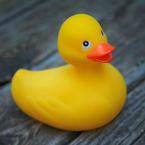 rubber ducks, yellow rubber duck, toy, toy photo, pool, photo, free foto, free photo, stock photos, royalty-free image