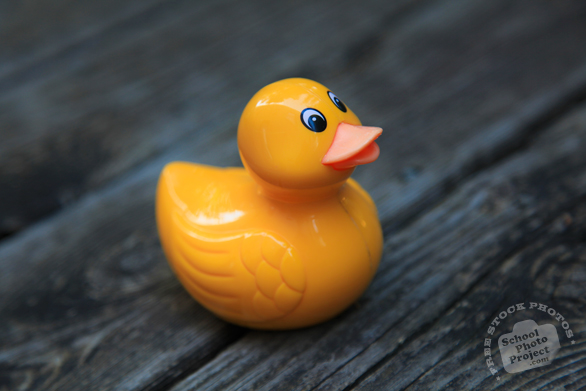 rubber ducks, yellow plastic duck, plastic toy, toy photo, free foto, free photo, picture, image, free images download, stock photography, stock images, royalty-free image