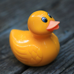 rubber ducks, yellow rubber duck picture, free stock photo, royalty-free image