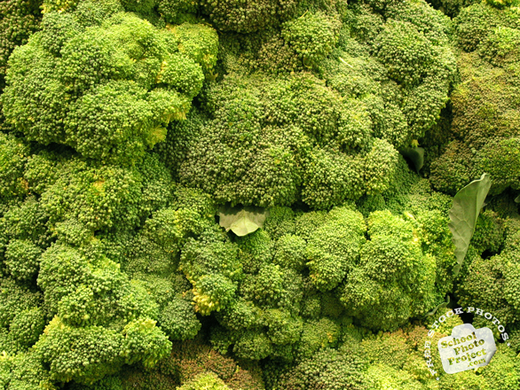 broccoli, vegetable, fresh veggie, vegetable photo, free stock photo, free picture, stock photography, royalty-free image