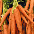 carrot, vegetable, fresh veggie, vegetable photo, free stock photo, free picture, stock photography, royalty-free image
