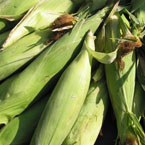 corns, food, vegetable, fresh veggie, vegetable photo, free stock photo, free picture, stock photography, royalty-free image