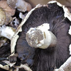 mushroom, vegetable, fresh veggie, vegetable photo, free stock photo, free picture, stock photography, royalty-free image