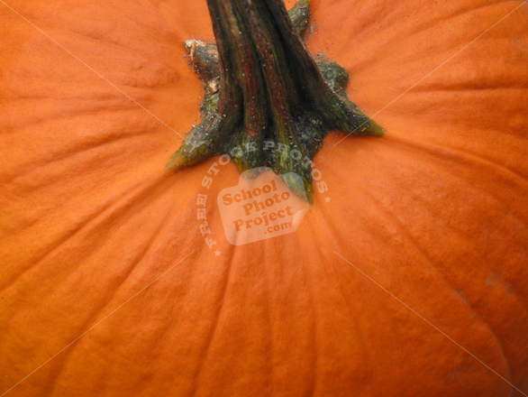 pumpkin, pumpkin photo, gourd, vegetable, fresh veggie, vegetable photo, free stock photo, free picture, stock photography, royalty-free image