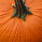pumpkin, gourd, vegetable picture, free stock photo, royalty-free image