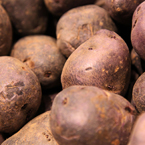 purple majesty potato, vegetable photos, veggie, free stock photo, royalty-free image