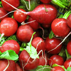 radish, fresh radish, vegetable, fresh veggie, vegetable photo, free stock photo, free picture, stock photography, royalty-free image
