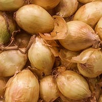 Spanish onion, veggie, vegetable photo, free stock photo, free picture, royalty-free image
