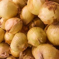 Spanish onions, veggie, vegetable photo, free stock photo, free picture, royalty-free image
