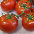 tomato, fresh tomato, vegetable, fresh veggie, vegetable photo, free stock photo, free picture, stock photography, royalty-free image