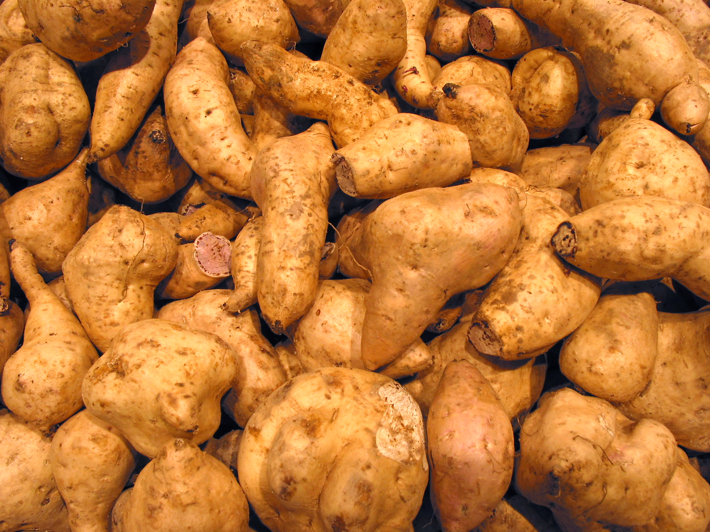 Yam, FREE Stock Photo, Image, Picture: Yams, Tubers, Royalty-Free