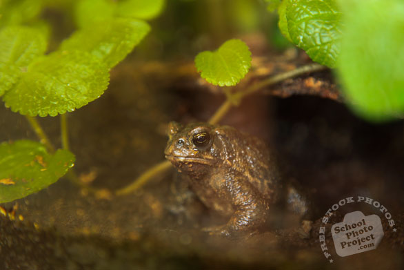 American toad, wild frog, free animal stock photo, free-download picture, royalty-free image
