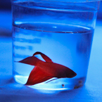 betta fish, pet fish, red fish, free stock photo, free image, royalty-free picture