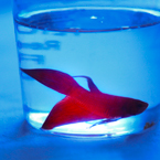 betta fish, pet fish, red fish, free stock photo, free image, royalty-free picture