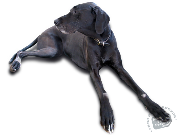 labrador retriever, dog, dog photo, canine, pet, animal, photo, free photo, stock photos, royalty-free image