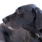 labrador retriever, dog, canine, pet, animal, photo, free photo, stock photos, royalty-free image