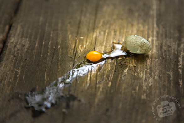 broken egg, sparrow's egg, bird's egg, tiny egg, egg yolk, eggshell, animal photos, wood plank, wood texture, free foto, free photo, stock photos, free images, royalty-free image, stock pictures for free, free stock picture, images free download, stock photography, free stock images