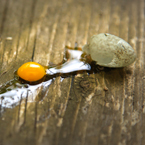 broken egg, sparrow's egg, bird's egg, tiny egg, egg yolk, eggshell, animal photos, wood plank, wood texture, free foto, free photo, stock photos, free images, royalty-free image, stock pictures for free, free stock picture, images free download, stock photography, free stock images
