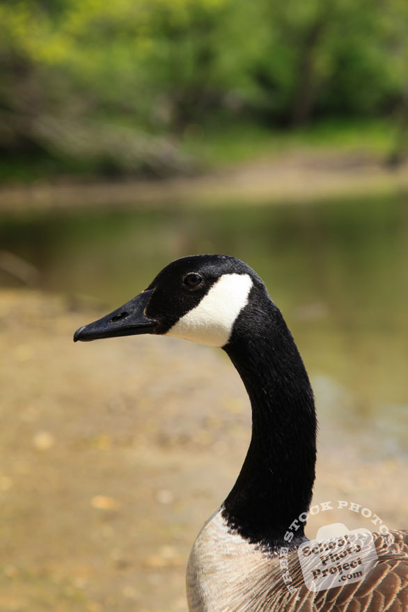 Canada goose, wild goose head, wild bird, free animal stock photo, royalty-free image