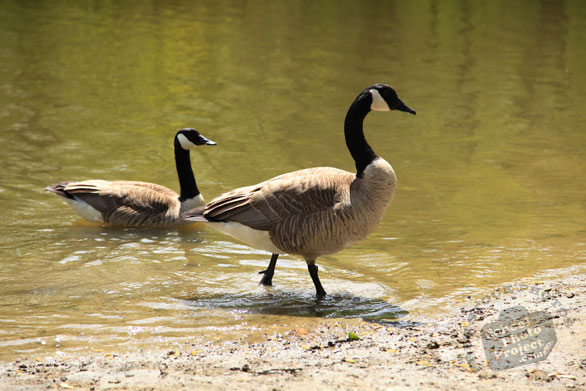 Canada goose, wild bird, free animal stock photo, royalty-free image