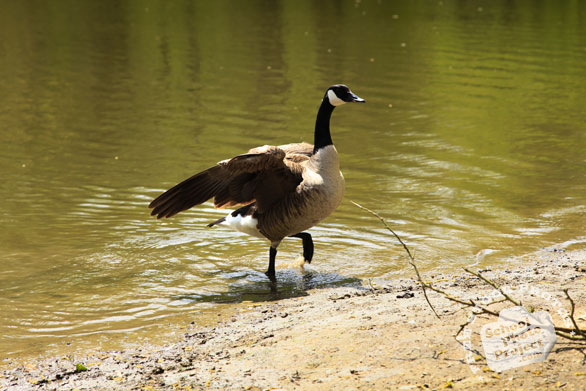 Canada goose, wild bird, free animal stock photo, royalty-free image