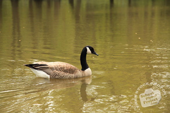 Canada goose, female goose, swimming goose, wild bird, free animal stock photo, royalty-free image